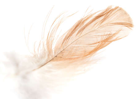 feather on a white backgroundの写真素材