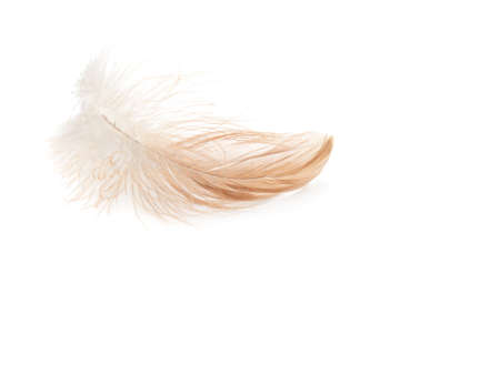 feather on a white backgroundの写真素材