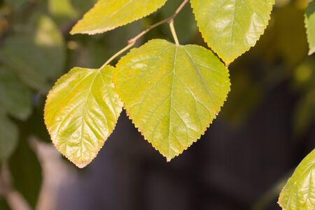 beautiful leaves on a tree in autumn