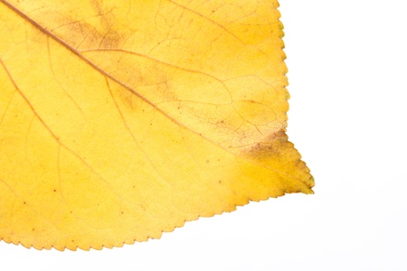 yellow leaf . macro