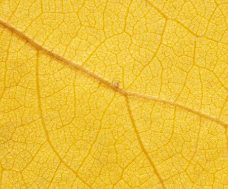 yellow leaf . macroの写真素材