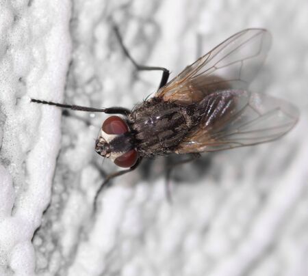 fly. macro