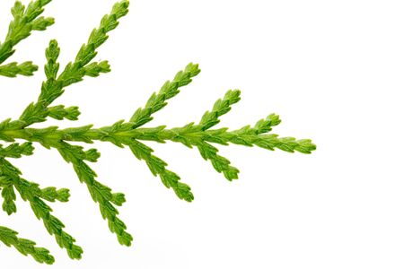 thuja on white background. macroの写真素材