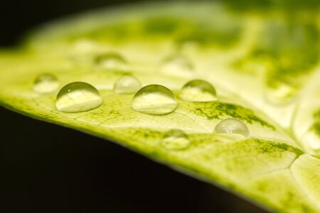 drop on a green leaf. macro