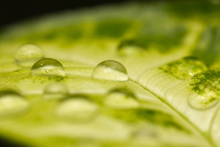 drop on a green leaf. macroの写真素材