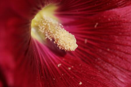 pollen in a red flower. macro