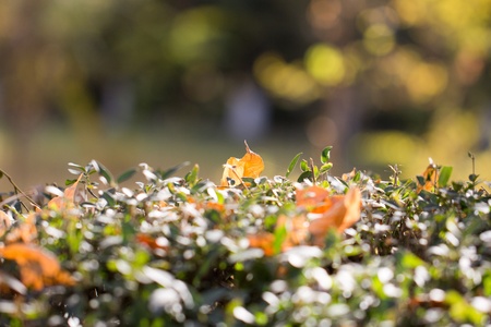autumn leaf in natureの写真素材