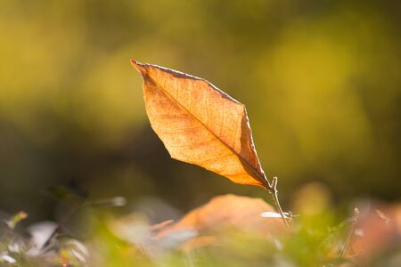 autumn leaf in nature