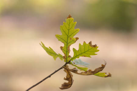 autumn leaf in nature