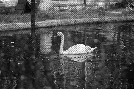 Swan of the fenceの写真素材