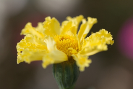 yellow flower in natureの写真素材