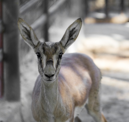 deer in zoo