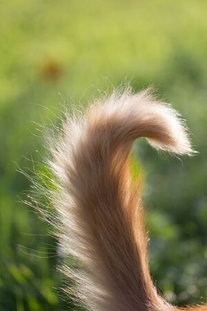 tail of a red catの写真素材