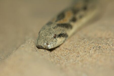 snake. macroの写真素材