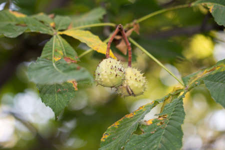 chestnut tree in natureの写真素材