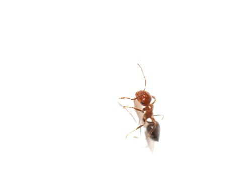 ant on a white background. macroの写真素材