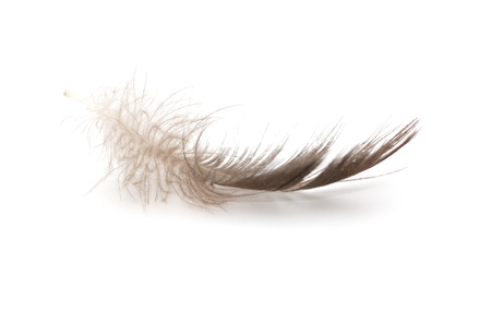 feather on a white backgroundの写真素材
