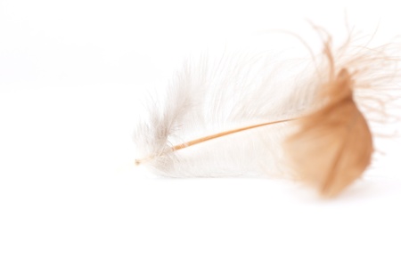 feather on a white background