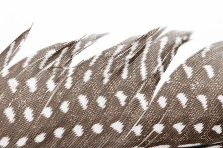 feather on a white background