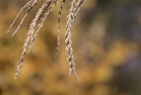 ripe wheat as background. macroの写真素材