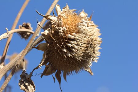 old dry sunflower on a background of blue skyの写真素材