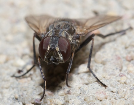 fly. macro
