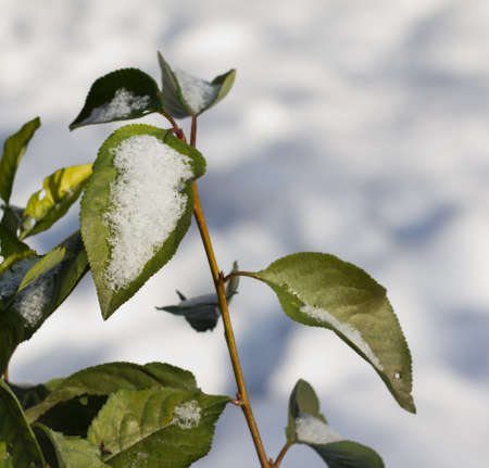 snow on tree leavesの写真素材