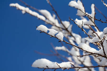 Snow on the branches of a tree against a blue skyの写真素材