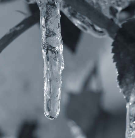 a drop of ice in nature. macroの写真素材