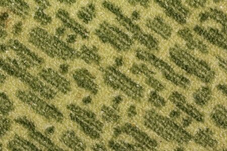 background of the carpetの写真素材