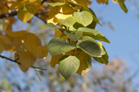 autumn leaf in natureの写真素材
