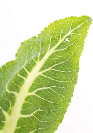 cabbage leaf. macroの写真素材