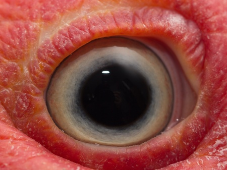 Eye turkey duck. macroの写真素材