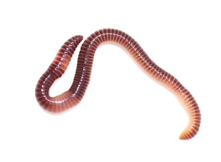 earthworm on a white backgroundの写真素材