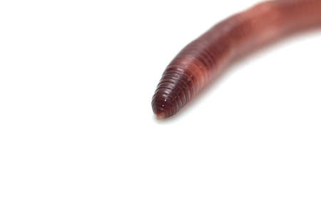 earthworm on a white backgroundの写真素材