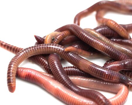 earthworm on a white backgroundの写真素材
