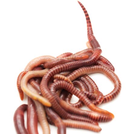 earthworm on a white backgroundの写真素材