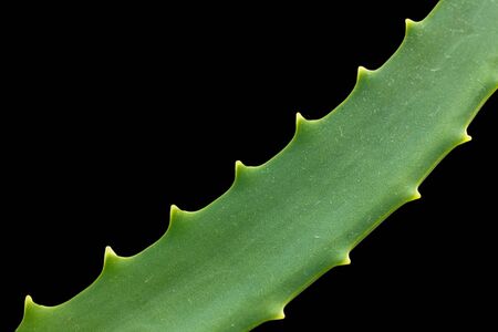 aloe on a black background. macroの写真素材