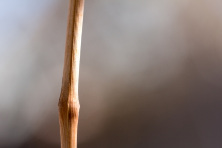 twig in natureの写真素材