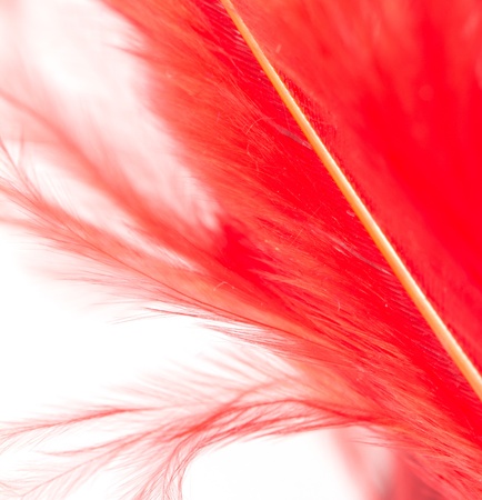 red feather on a white background. macroの写真素材