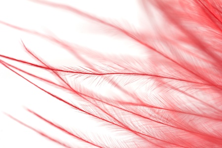 red feather on a white background. macroの写真素材