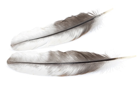 feather on a white background. macroの写真素材