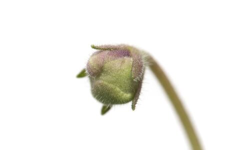 violet. macroの写真素材