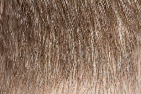 background of the hairの写真素材