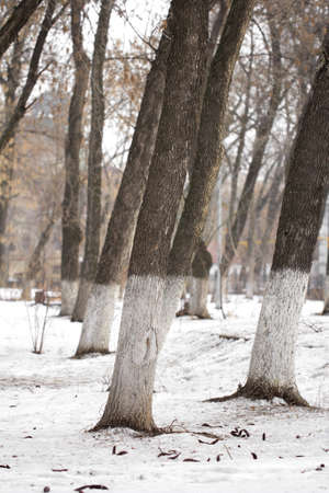 beautiful winter forest and the roadの写真素材