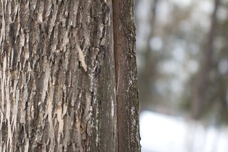 background of tree barkの写真素材