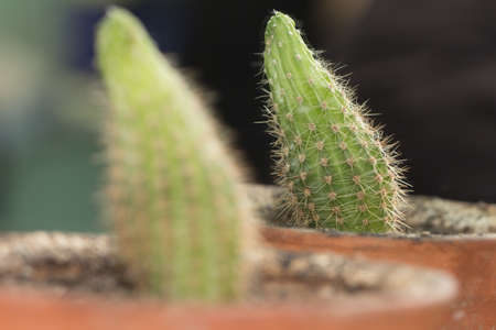 cactus in the mirror