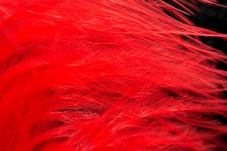 red feather on a black background. macroの写真素材