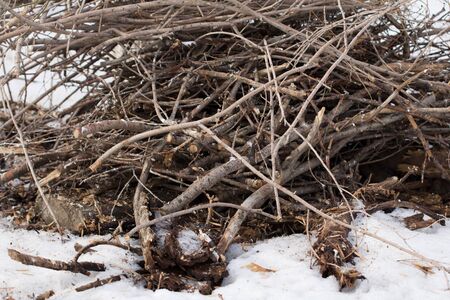 twigs from branchesの写真素材