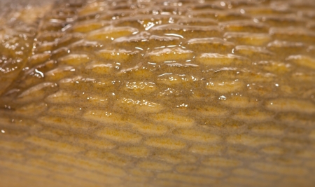 background body slug. macroの写真素材